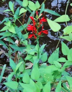 Cardinal flower