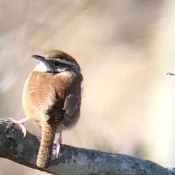 Carolina wren