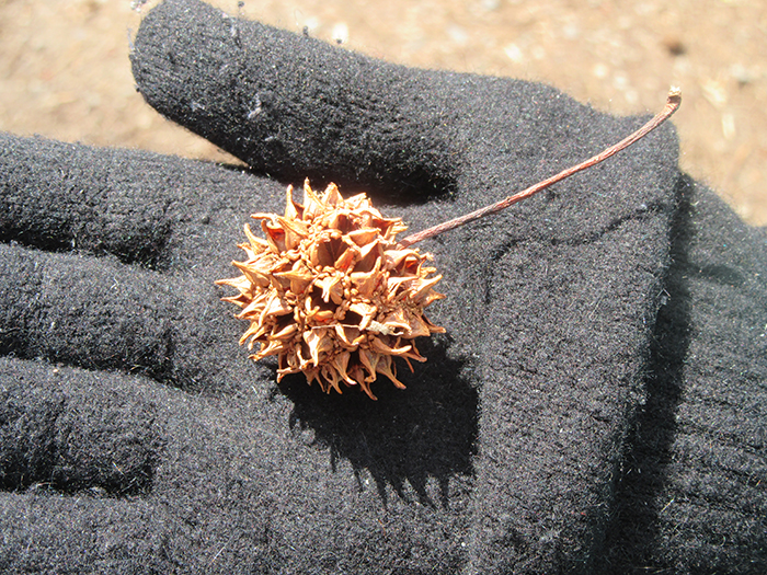 McGlone_described_the_spiky_brown_fruit_of_the_sweet_gum_tree_that_encase_the_seeds-2-700.jpg