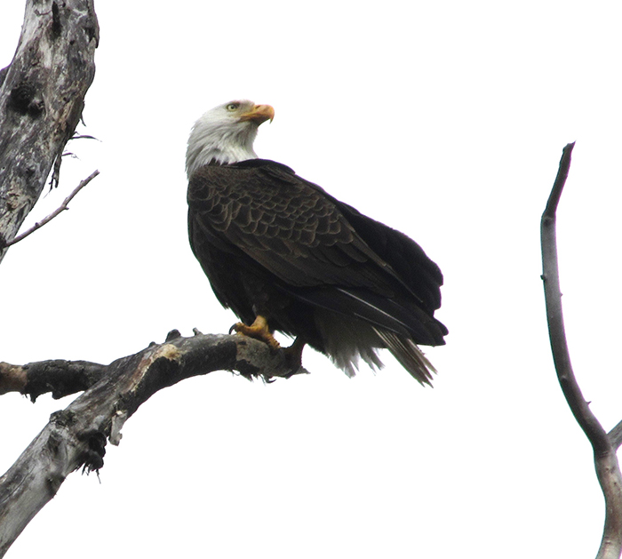 Near_the_walks_end_a_bald_eagle_got_the_groups_attention_when_it_landed_in_a_tree_on_the_trail-1-700.jpg