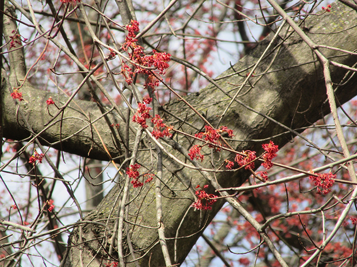 Red_maple_flowers_were_bright_red-1-700.jpg