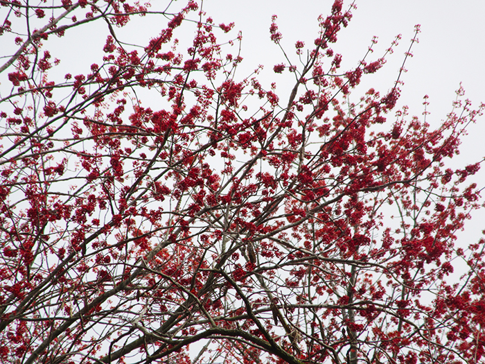 Red_maple_flowers_were_bright_red-2-700.jpg