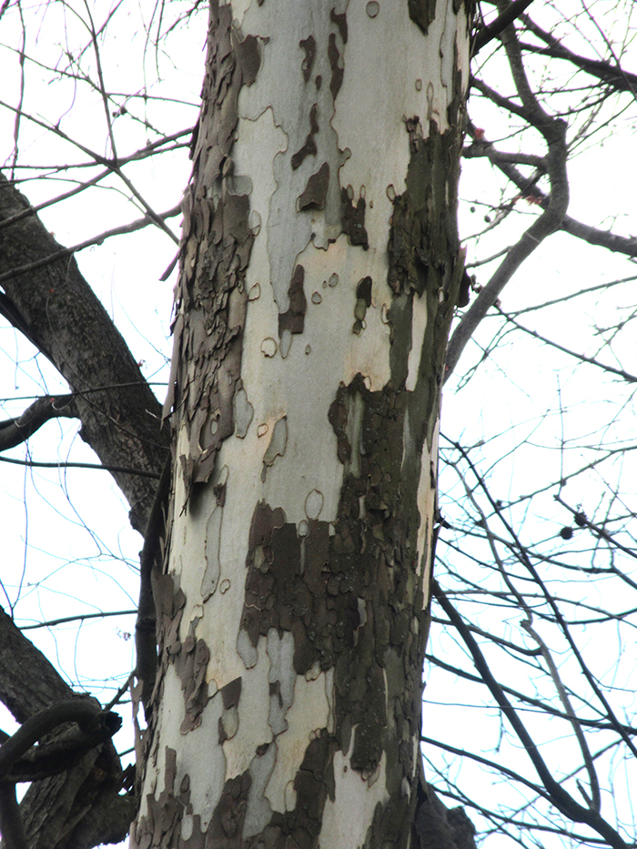 Sycamores_have_scaly_exfoliating_bark-700.jpg