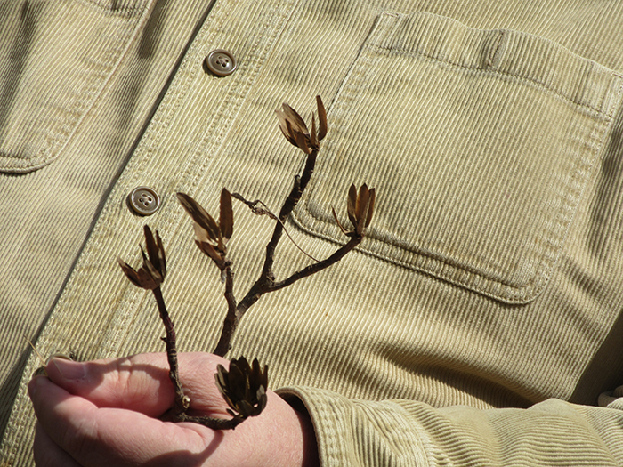 The_walk_leader_Jim_McGlone_showed_the_group_what_tulip_poplar_and_sycamore_seed_pods_look_like_in_winter-1-700.jpg