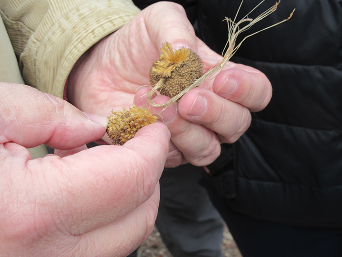 The_walk_leader_Jim_McGlone_showed_the_group_what_tulip_poplar_and_sycamore_seed_pods_look_like_in_winter-2-700.jpg
