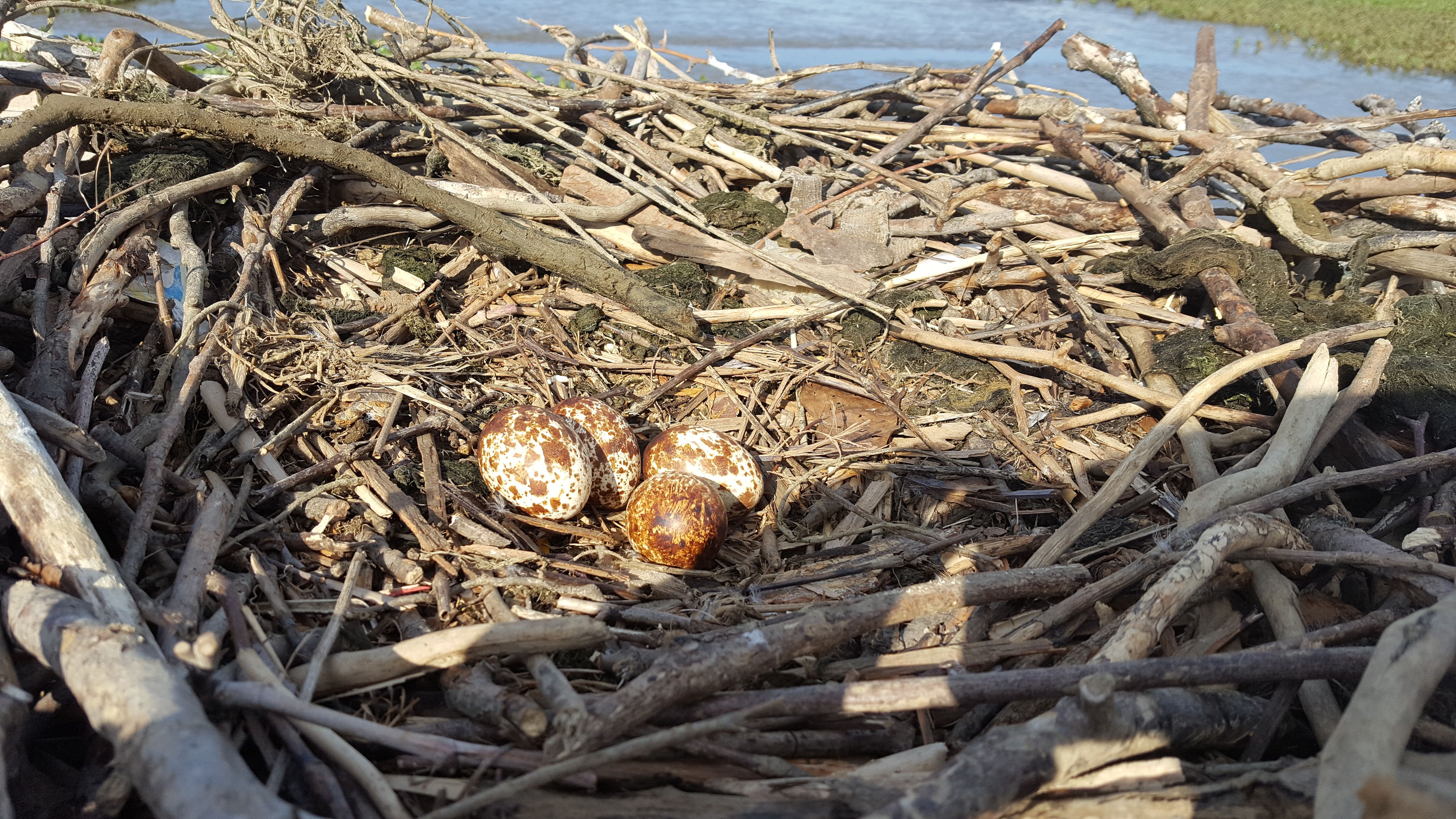 osprey eggs