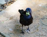 grackle