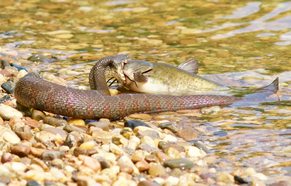 Northern water snake