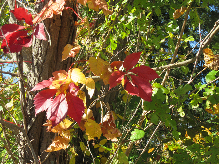 yellow poison ivy leaves and red Virginia creeper leaves intertwined