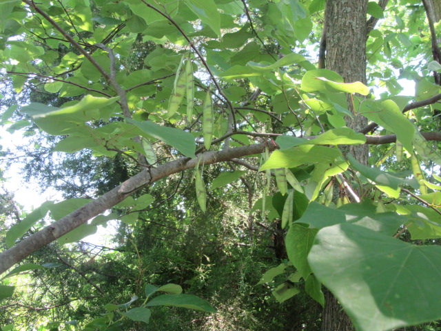 2022 ecol walk redbud