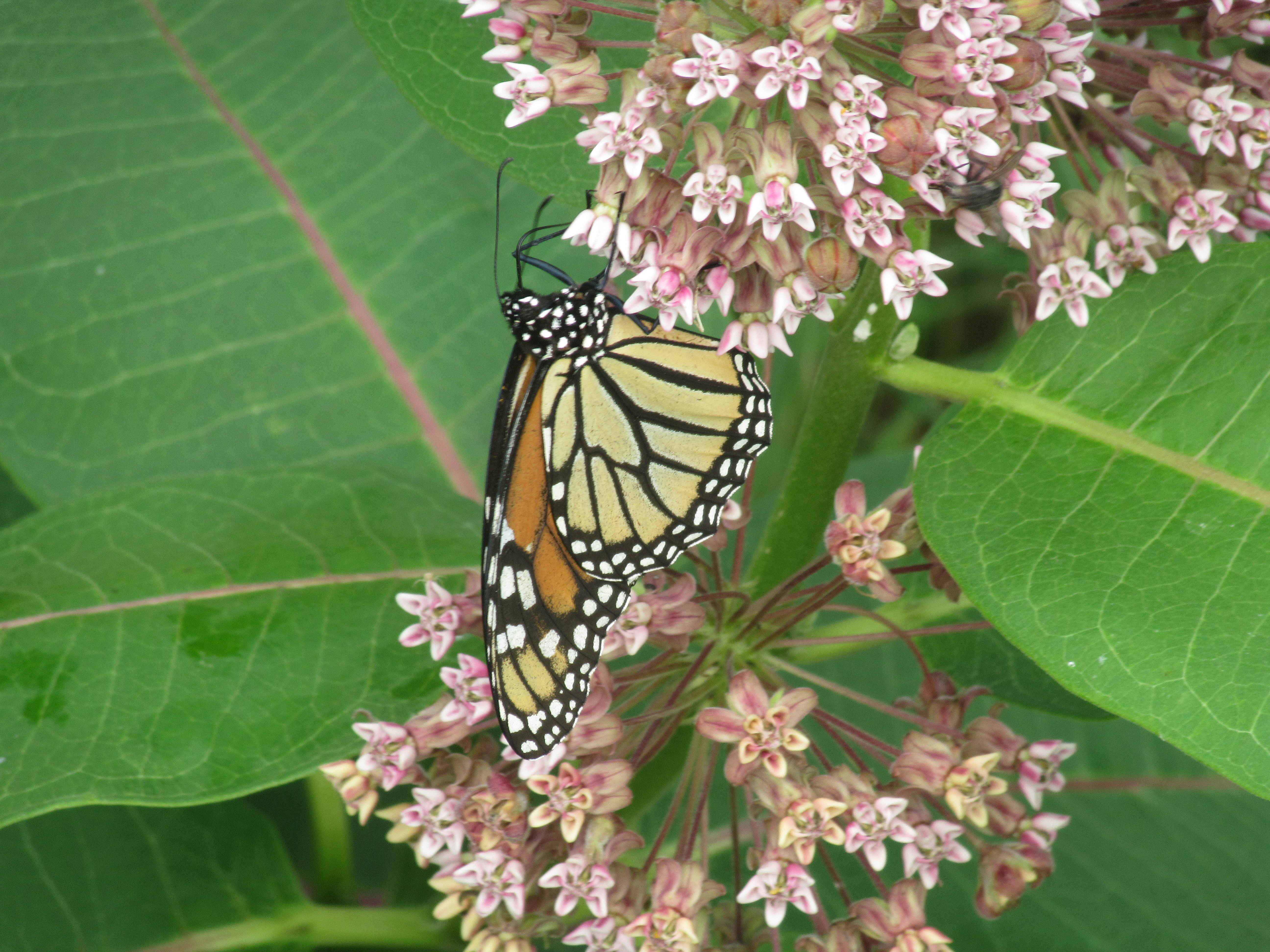 Monarch butterfly (Danaus plexippus) Photo by Glenda Booth Monarch butterfly