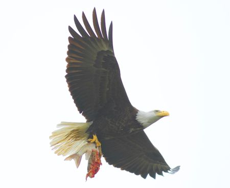 Bald eagle Bald eagle
