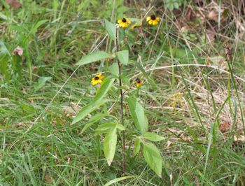 brown-eyed Susan