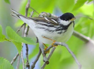 Blackpoll warbler