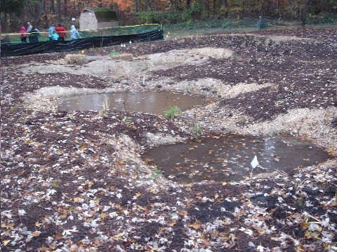 Wetland project