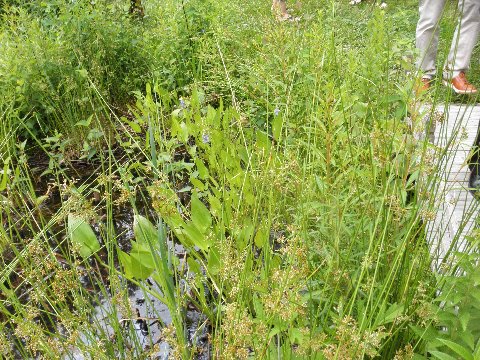 Wetland plants