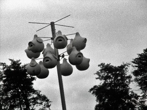 Purple martin boxes