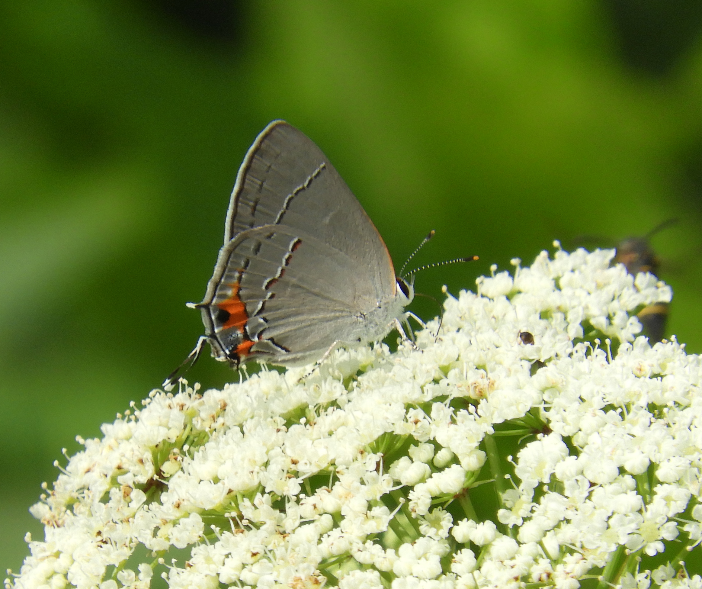 BW Gray hairstreak butterfly