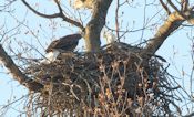 Eagle nest