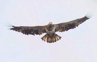 Juvenile bald eagle