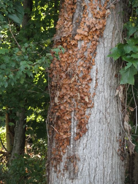 English ivy