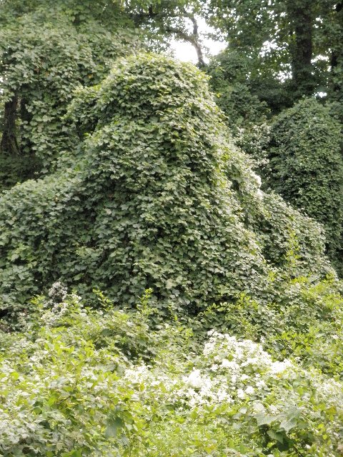 Porcelainberry vines