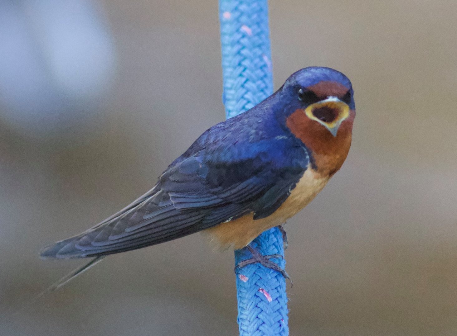 Barn Swallow