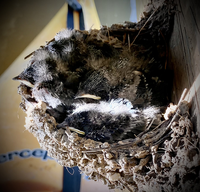 Barn swallow Hirundo rustica pair built a nest under bridge 23 Photo by Todd Kiraly med 