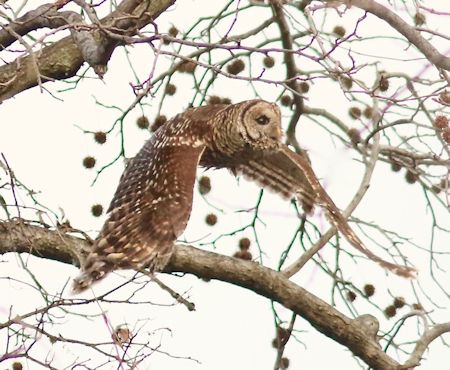 Barred Owl Barred Owl