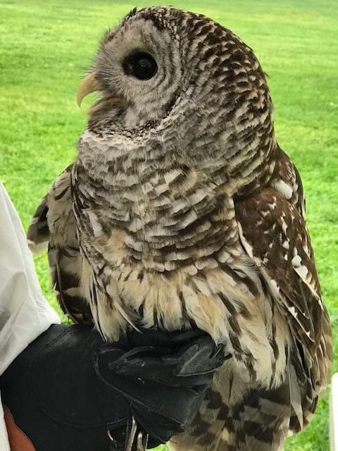 Barred owl