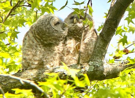 Barred owls