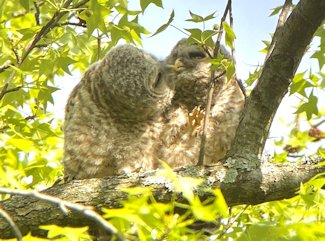 Barred owls