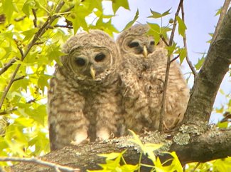 Barred owls