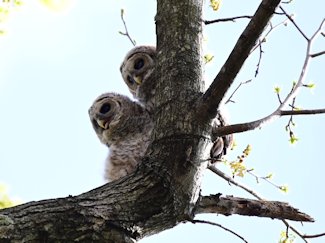 Barred owls