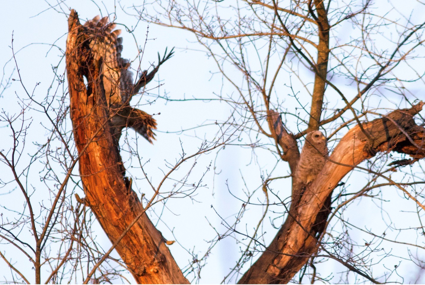 Barred Owl