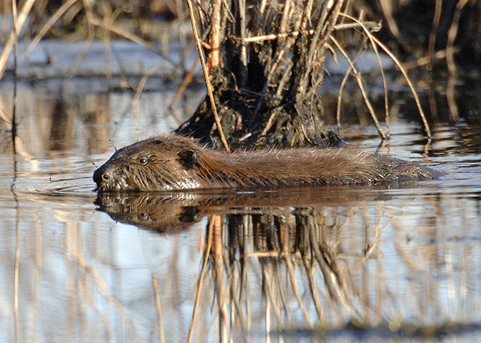 Beaver_swimming_-_Randy_Streufert-700.jpg