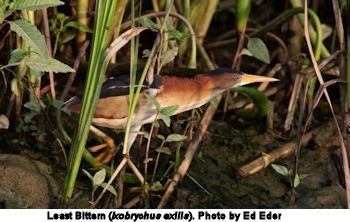 Least Bittern Least Bittern
