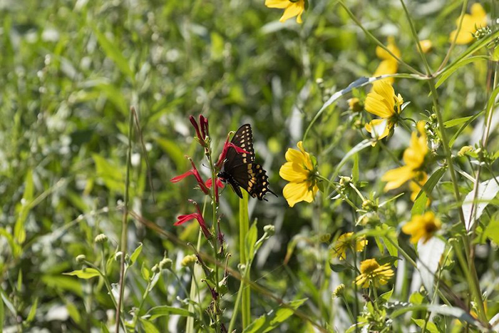Black_Swallowtail_butterfly_on_Cardinal_Flower_-_Dixie_Sommers-700.jpg
