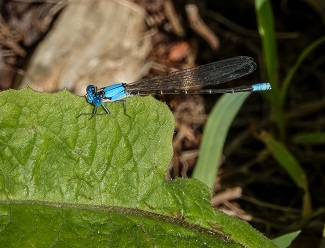Blue-fronted damselfly