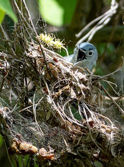 Blue-gray gnatcatcher