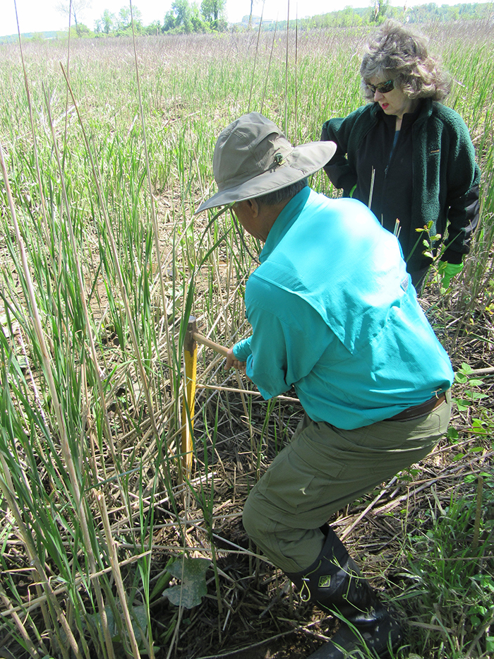 Board member Clarence Monteiro hammered a wooden stake into the soil preparing for planting the trees 700