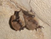 Little brown bat