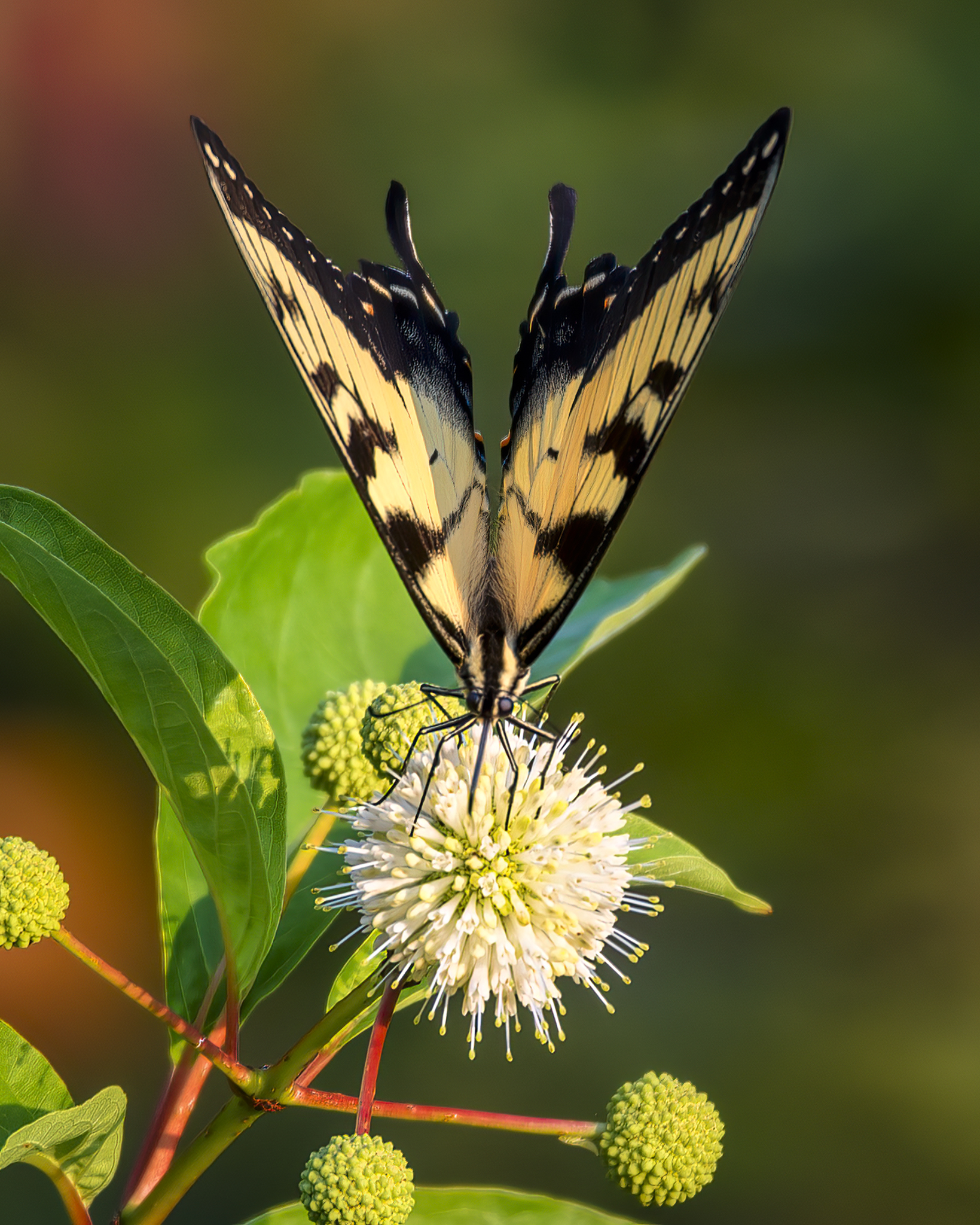 Butterfly and Buttonbush 2 Jim Ston e