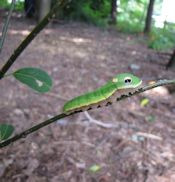 Caterpillar Caterpillar