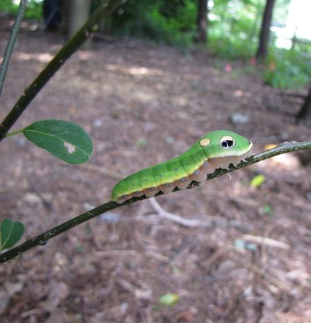 Caterpillar Caterpillar