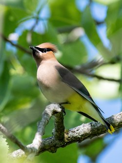 Cedar waxwing