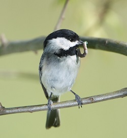 chickadee