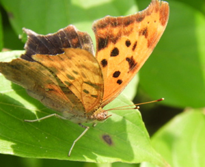 Comma