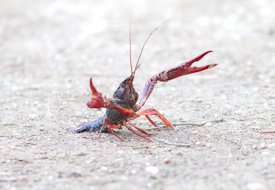 crayfish