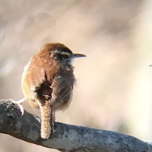 Carolina wren